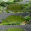 pol coelestinus larva4 volg